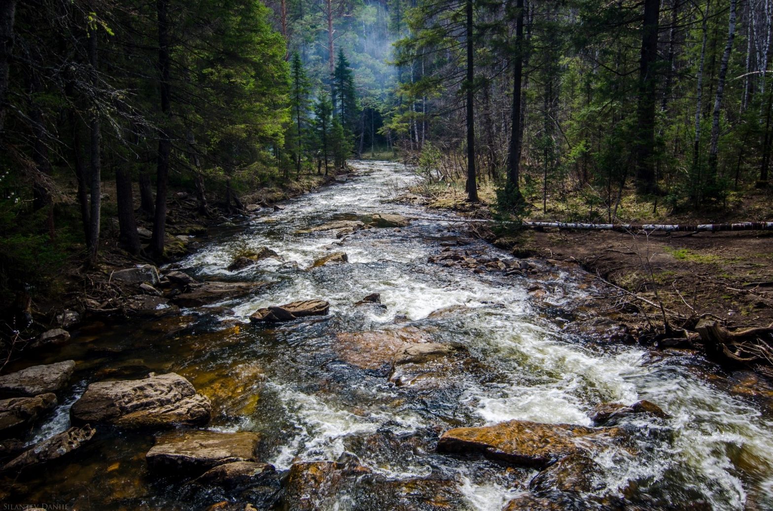 river running through forest